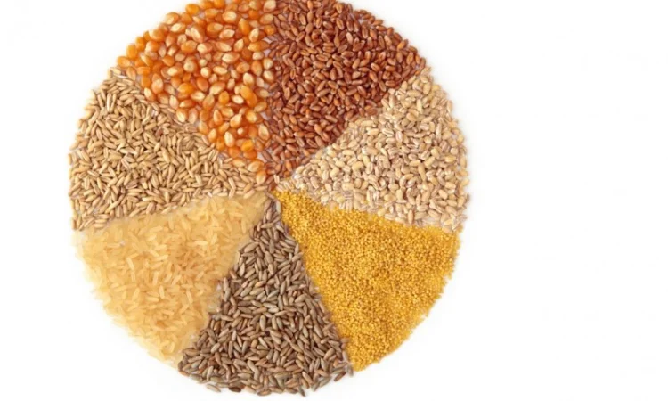 Закупка влажной и сухой кукурузы - фото № 1