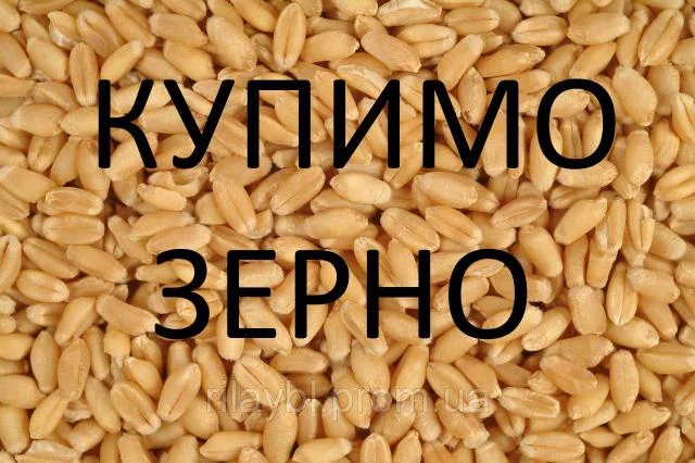 Закупка зерновых культур на постоянной основе - фото № 1