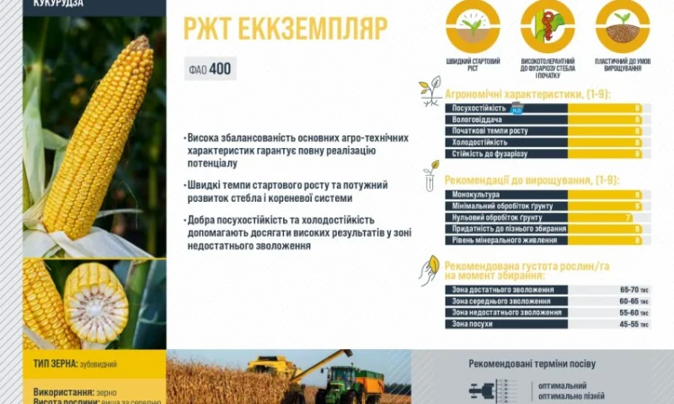 Насіння кукурудзи ЕККЗЕМПЛЯР RAGT - фото № 2