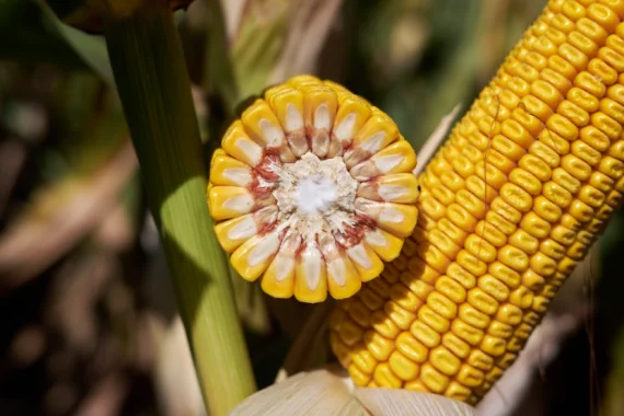 Насіння кукурудзи МОТОРІККС RAGT – продаж - фото № 1