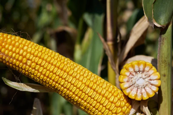 Насіння кукурудзи ЛІПЕККС RAGT у Харкові - фото № 1