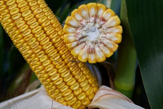 Насіння кукурудзи ЗАНЕТІККС RAGT в продаже - фото № 1