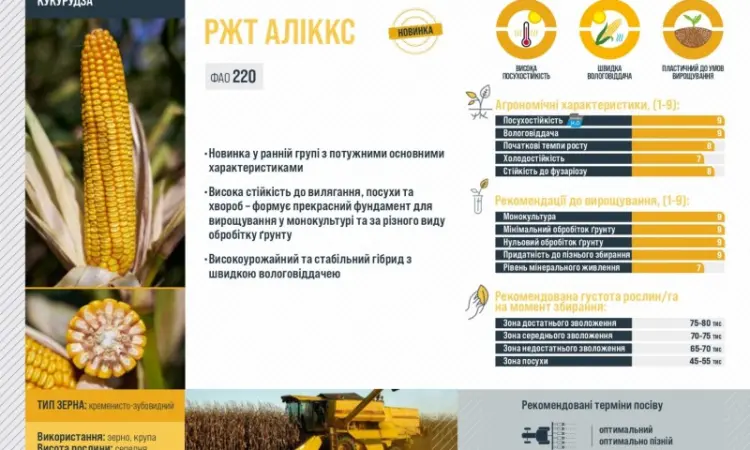 Насіння кукурудзи АЛЛІКС RAGT у продажу - фото № 2
