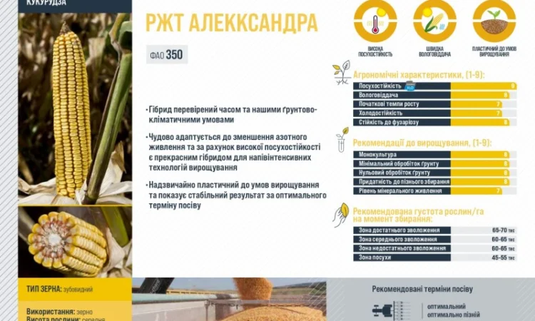 Насіння кукурудзи Алекксандра RAGT в продаже - фото № 2