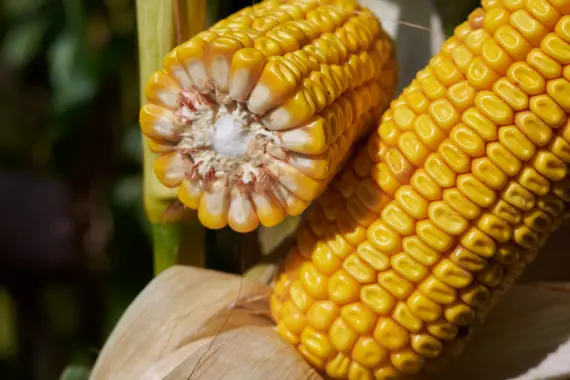 Насіння кукурудзи МАККСАТАК RAGT в продаже - фото № 1