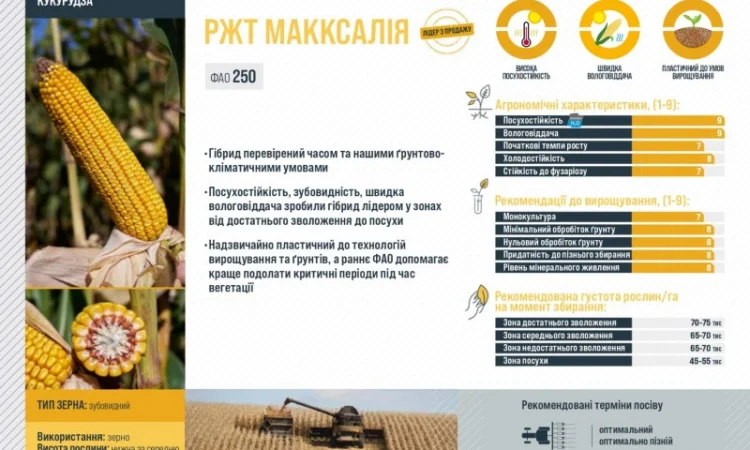 Насіння кукурудзи МАККСАЛІЯ RAGT – продаж - фото № 3