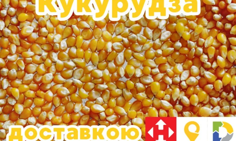 Кукурудза на продаж - фото № 1