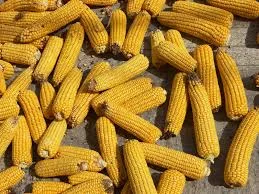 Кукурудза на продажу - фото № 1