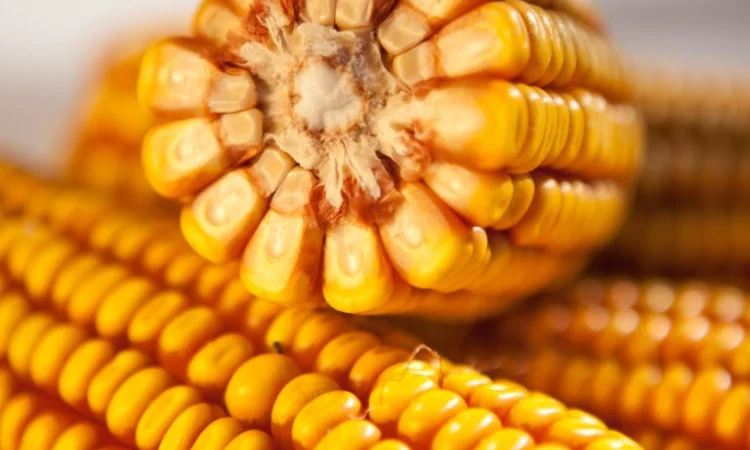 Продаж насіння кукурудзи КРАБАС - фото № 1