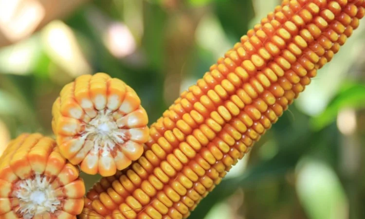 Продаж насіння кукурудзи КРАБАС - фото № 2