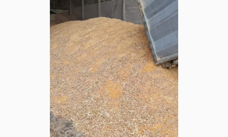 Куплю отходы кукурузы 1,2 категории - фото № 2