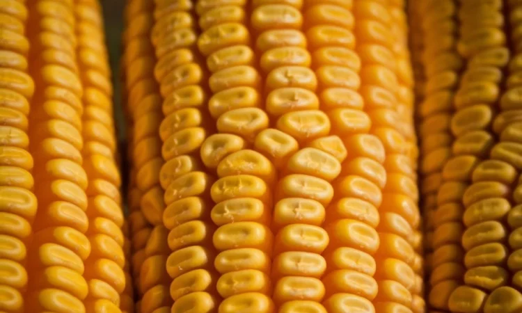 Продается бразильская кукуруза оптом от поставщика 25000 тонн - фото № 1