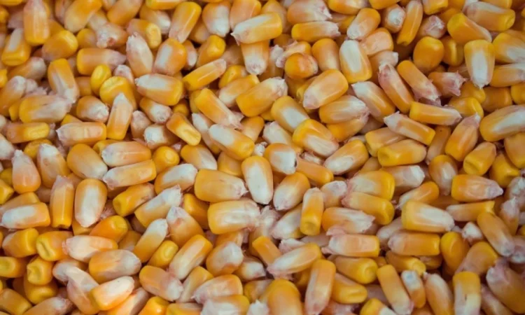 Продается бразильская кукуруза оптом от поставщика 25000 тонн - фото № 3