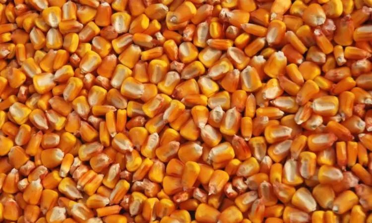 Срочно продается трансгенный гибрид кукурузы HYDRA FF-369 ФАО 250 - фото № 1