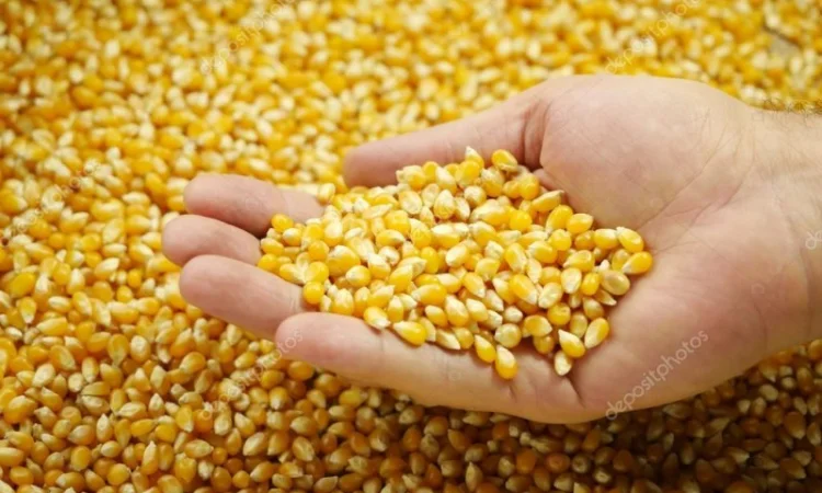 Кукурудза на продаж - фото № 1