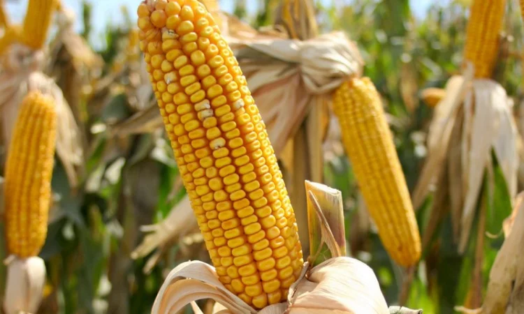 Семена кукурузы Подільський 274СВ для продажу - фото № 1