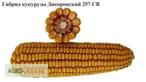 Семена кукурузи Дніпровський 257 СВ на продаж - фото № 1