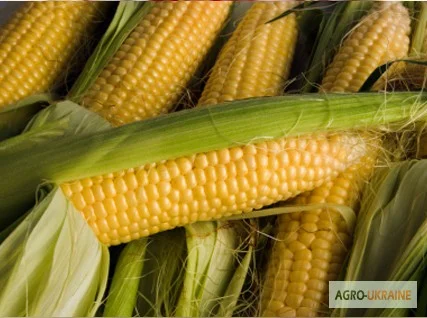 Семена кукурузи Любава 279МВ на продаж - фото № 1