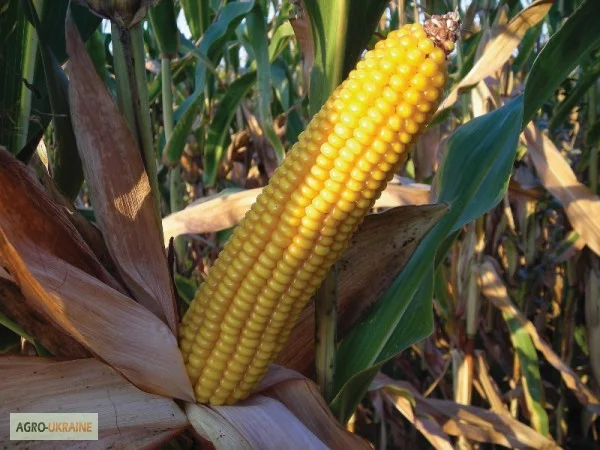 Продам семена кукурузы (гибриды) - фото № 1