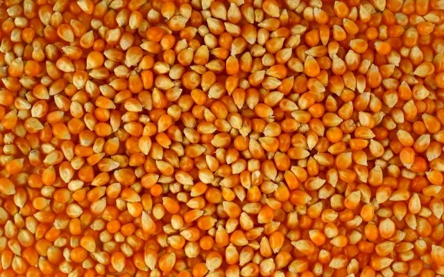 Кукуруза з підвищеною зерновою для закупівлі - фото № 1