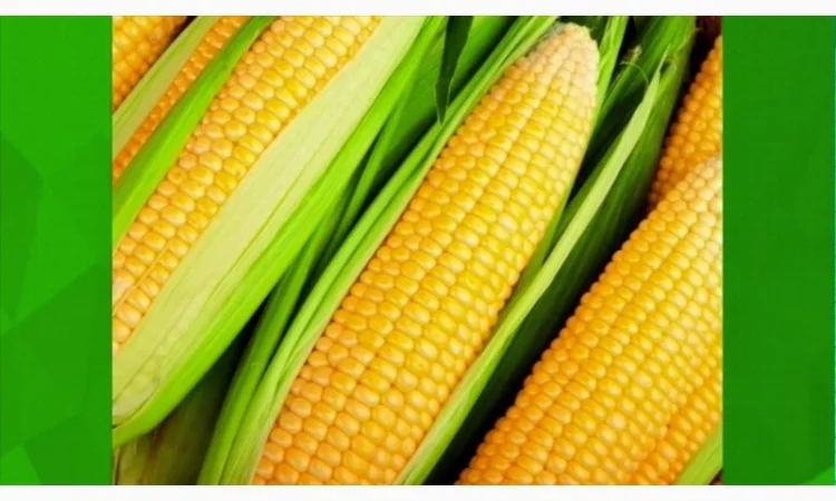 Семена кукурузы от отечественных производителей - фото № 1