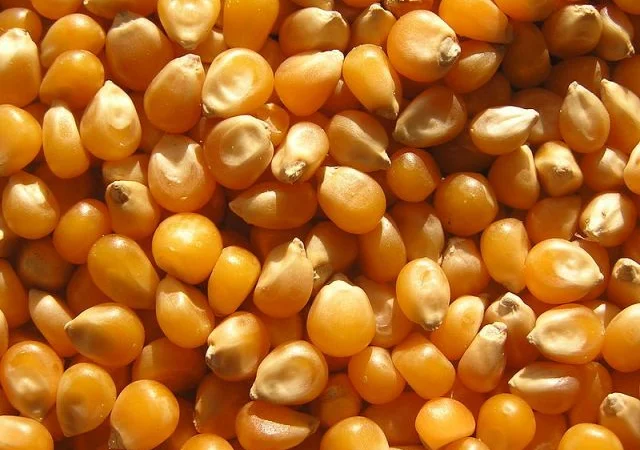 Закупка кукурузы от 100 тонн - фото № 1