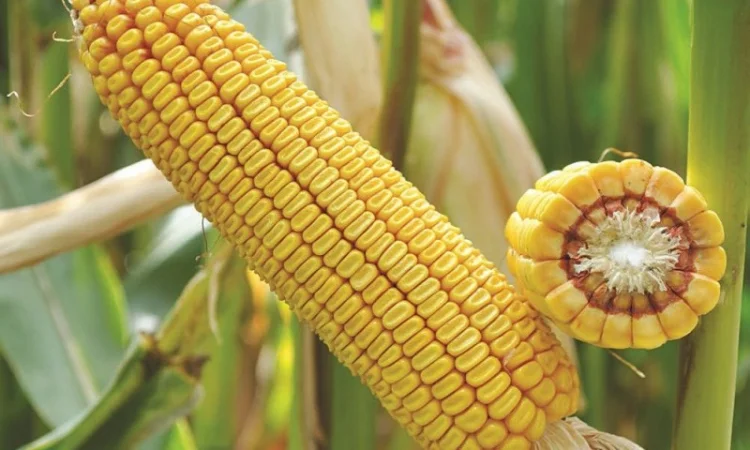 Насіння кукурудзи ДБ Хотин - фото № 1