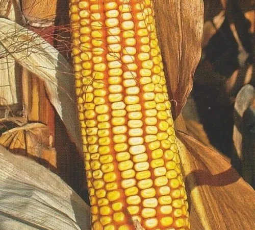 Продаж Насіння Кукурудзи ВН 63 ФАО 280 - фото № 1