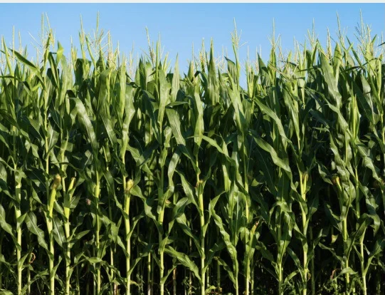 Насіння кукурудзи ДН Пивіха ФАО-180 – высокая урожайность - фото № 1