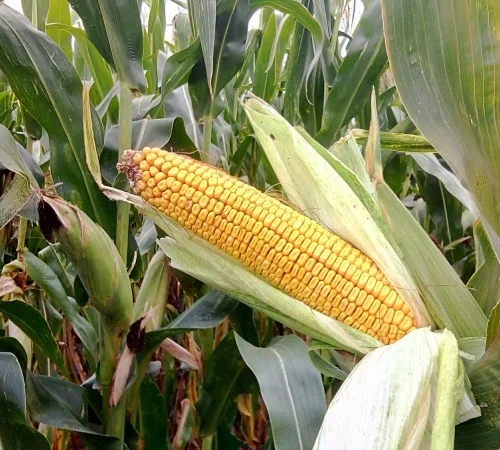 Продажа Насіння Кукурудзи ТОР ФАО 280 - фото № 1