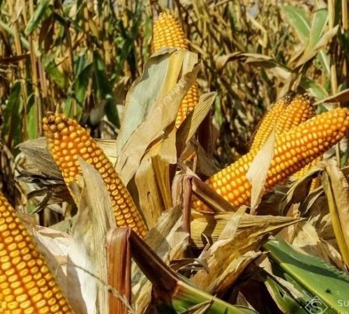 Продаж Насіння Кукурудзи ДН Галатея ФАО-260 - фото № 1