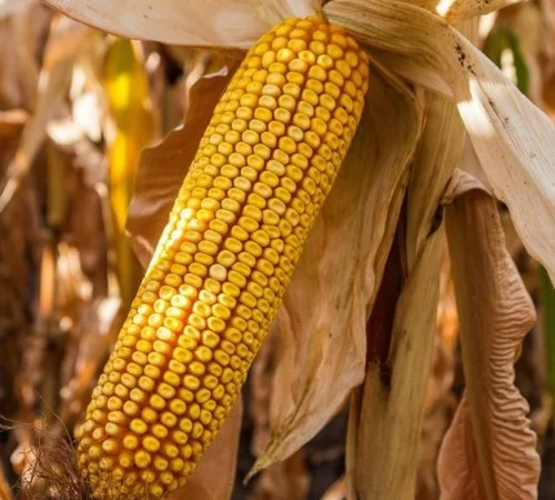 Пропонуємо Насіння Кукурудзи Гран 310 ФАО-250 - фото № 1