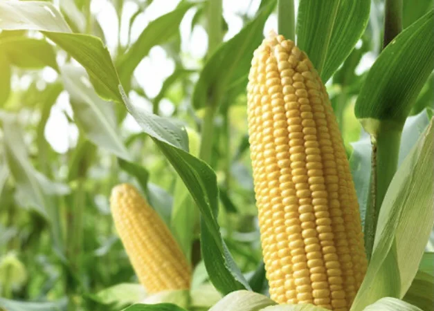 Продаж насіння кукурудзи Тіадор ФАО-360 - фото № 1