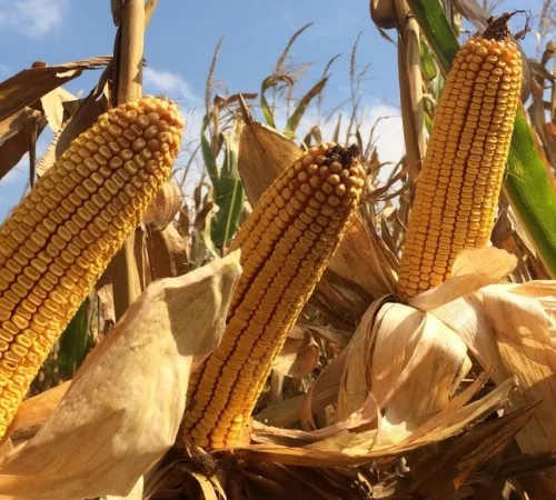 Продажа Насіння Кукурудзи Моніка ФАО-350 - фото № 1