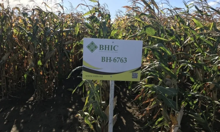 Насіння кукурудзи ВН 6763 від виробника - фото № 1