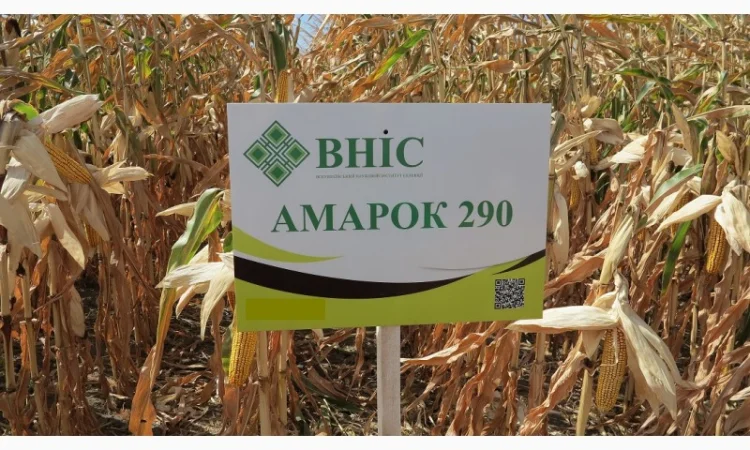 Насіння кукурузи Амарок 290 від ВНІС - фото № 1
