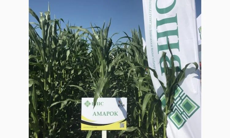 Насіння кукурудзи ВНІС від виробника для продажу - фото № 1