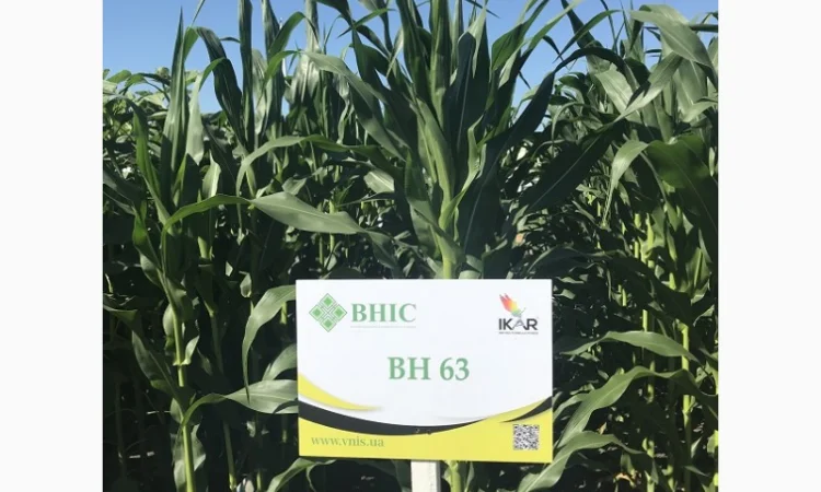 Насіння кукурудзи ВН 63 від виробника - фото № 1