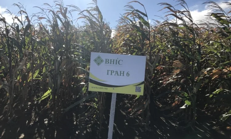 Насіння кукурудзи Гран 6 від виробника - фото № 1