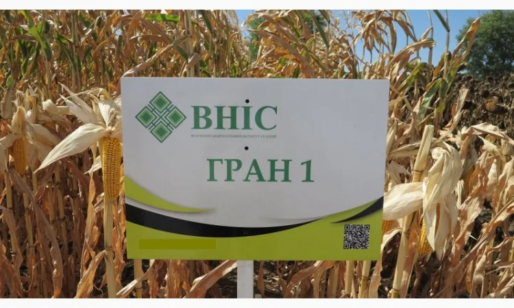 Семена кукурузы Гран 1 (ФАО 370) от ВНИС с бесплатной доставкой - фото № 1