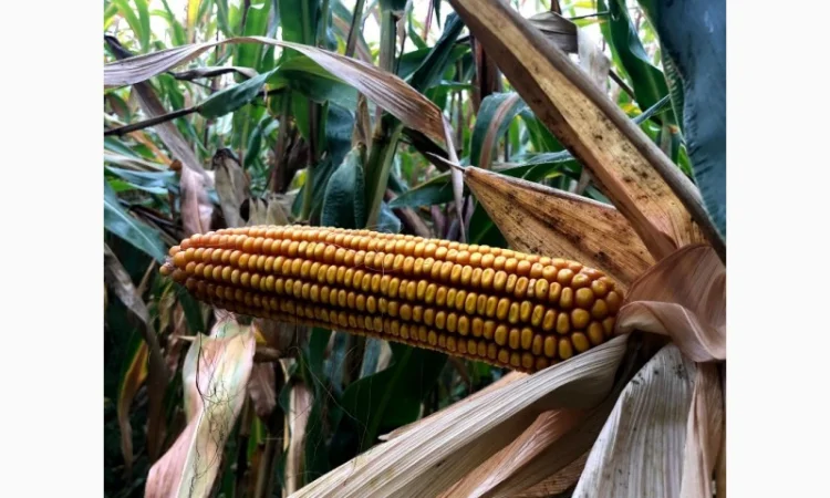 Насіння кукурудзи Матео ФАО 320, високоврожайний гібрид - фото № 1