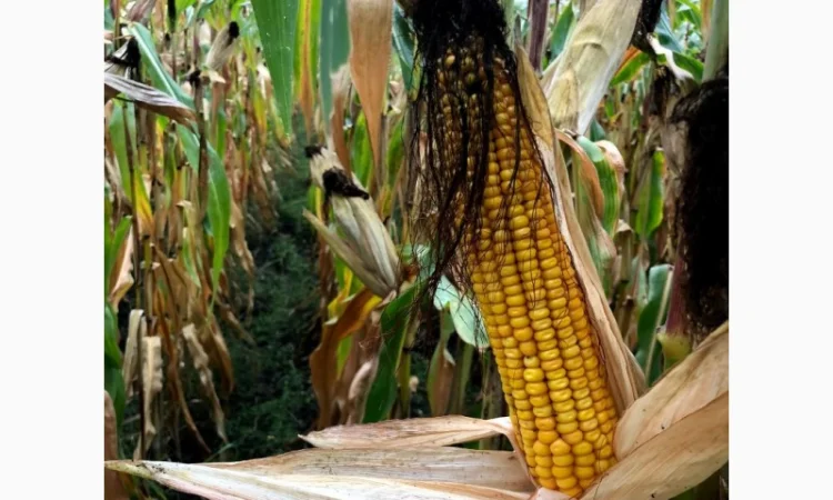 Насіння кукурудзи Даніель ФАО 280 від виробника - фото № 1