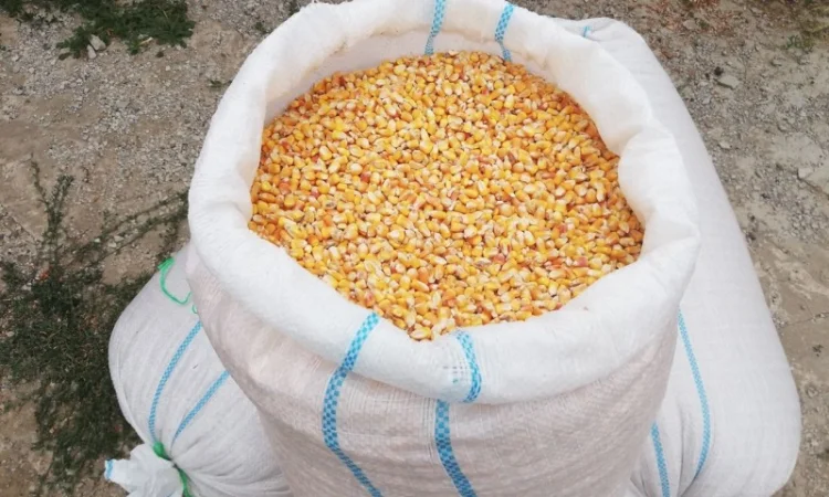 Сахарная кукуруза на продажу - фото № 1