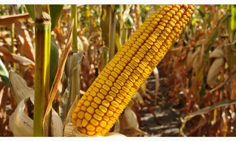 Купуємо кукурузу та відходи на самовивіз - фото № 1