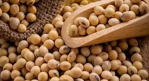 Купую з самовивизом сою половинки, зерновідходи кукурудзи - фото № 1