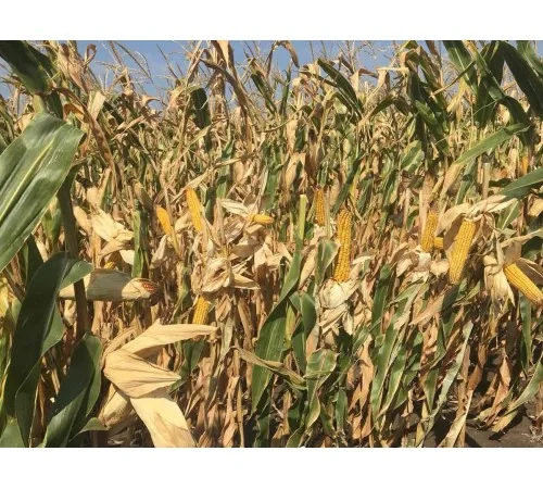 Насіння кукурудзи Хотин фао 280 на продаж - фото № 1