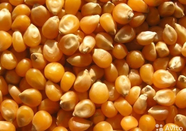 Продаж кукурузи фуражної для експорту - фото № 1