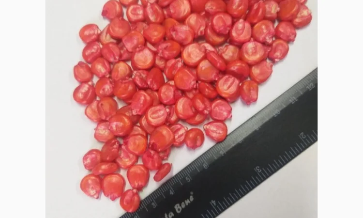 Продажа насіння кукурудзи гібрид ДН Хортиця ФАО 240 - фото № 1