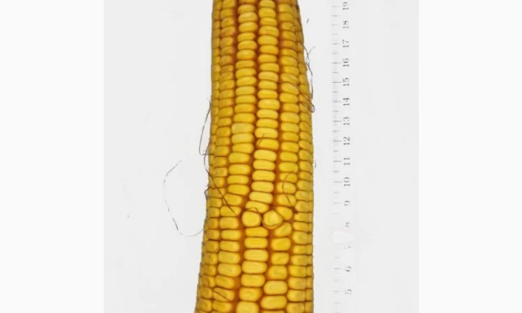 Продаж насіння кукурудзи РАМ 8143 - фото № 1