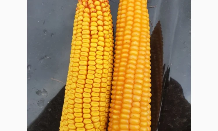 Кукурудза кременистих сортів на закупівлю - фото № 1